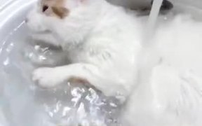 Finally, A Cat Who Loves To Take A Bath