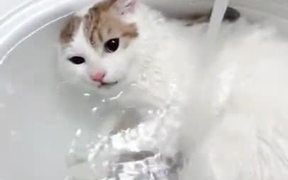 Finally, A Cat Who Loves To Take A Bath - Animals - VIDEOTIME.COM