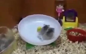 Perky Hamsters - Animals - VIDEOTIME.COM