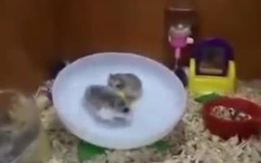 Perky Hamsters - Animals - VIDEOTIME.COM