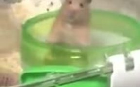 The Most Melancholic Hamster Ever