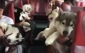 The Best Dog Bus Service In Town