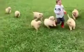 Getting Chased By A Little Ball Of Floofs