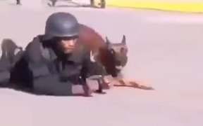 Trained K9? Super Canine - Animals - VIDEOTIME.COM