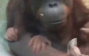 Things That Happen At The Zoo - Animals - VIDEOTIME.COM