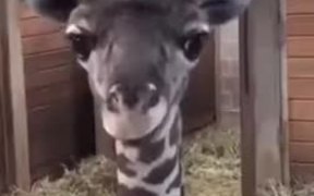 Goofy Baby Giraffe Shows Tongue