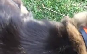 Ever Seen A Cat Playing Fetch? Oddity!