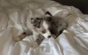 Hey Hooman, Please Play With Me! - Animals - VIDEOTIME.COM
