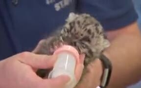 Newborn Leopard Cub Will Make You Go Aww! - Animals - VIDEOTIME.COM