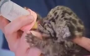 Newborn Leopard Cub Will Make You Go Aww!