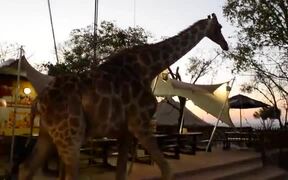 The Giraffe Decided To Have A Few Drinks! - Animals - VIDEOTIME.COM
