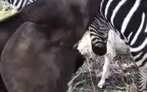 Baby Animals Playing With Each Other!