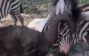 Baby Animals Playing With Each Other!