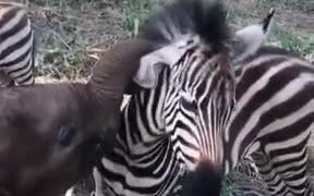 Baby Animals Playing With Each Other! - Animals - VIDEOTIME.COM