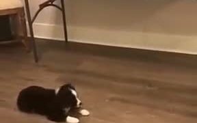 Tiny Pupper Is Amazingly Well-Trained! - Animals - VIDEOTIME.COM