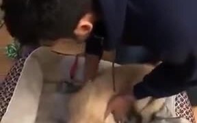 Little Pupper Is Asleep & Gets Carried To Bed - Animals - VIDEOTIME.COM