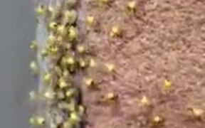 Tiny Spiders Lingering Around On A Wall - Animals - VIDEOTIME.COM