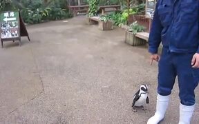 An Adorable Penguin Chasing A Zookeeper
