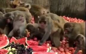 When Monkeys Eat Healthier Than Humans - Animals - VIDEOTIME.COM