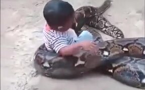 A Huge Python With Its Snack - Animals - VIDEOTIME.COM