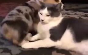 Tiny Corgi & A Cat Are Good Friends! - Animals - VIDEOTIME.COM