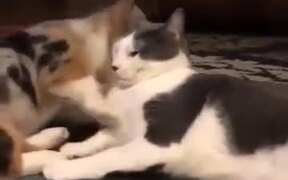 Tiny Corgi & A Cat Are Good Friends! - Animals - VIDEOTIME.COM
