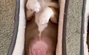 Pupper Nursery For These Tiny Puppers - Animals - VIDEOTIME.COM