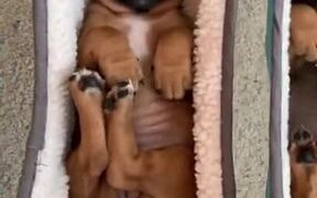 Pupper Nursery For These Tiny Puppers - Animals - VIDEOTIME.COM