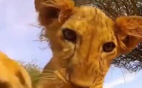 Lion Cubs Curious About A Camera