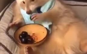 Golden Red Panda Living The High Life! - Animals - VIDEOTIME.COM