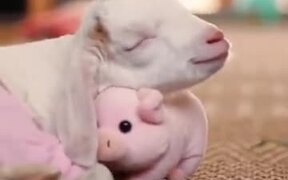 This Baby Goat Is Obsessed With It's Piggy!