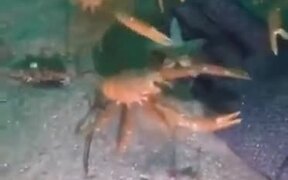 When The Crab Clan Accepts You As One Of Their Own