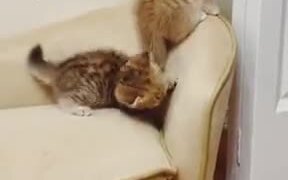 Look At These Kittens Play!