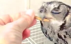 Blind Owl Gets Hand-Fed Worms
