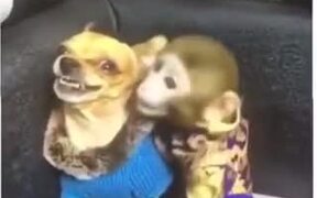 When Bae's Angry All Day & You Try To Cheer Her Up - Animals - VIDEOTIME.COM