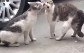When Bae Is Super Angry And To Try To Cheer Her Up - Animals - VIDEOTIME.COM