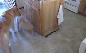 Puppy Going Around In An Endless Loop
