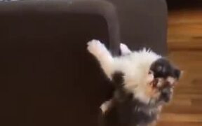 Cat Can't Decide Whether Its A Cat Or Spiderman! - Animals - VIDEOTIME.COM