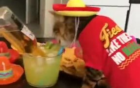 This Cat Is All About The Party Life! - Animals - VIDEOTIME.COM