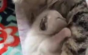 Mommy Catto And Tiny Kitten Cuddling