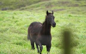 Foal Galloping - Animals - VIDEOTIME.COM
