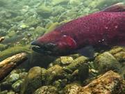 Red Chinook Salmon