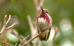 Male Calliope Hummingbird