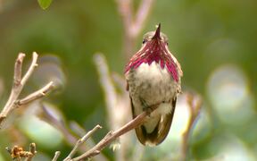 Male Calliope Hummingbird - Animals - VIDEOTIME.COM