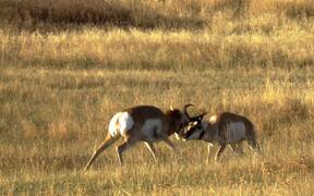 Pronghorn Antelopes Rutting