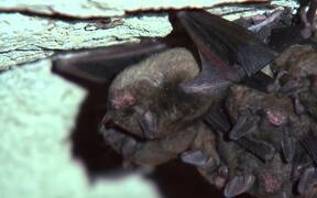 Bat Waking Up - Animals - VIDEOTIME.COM