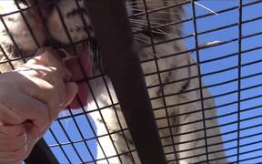 Lion Feedings At Safari Park - Animals - VIDEOTIME.COM