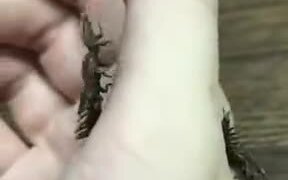The World Of Insects Is A Very Weird One! - Animals - VIDEOTIME.COM