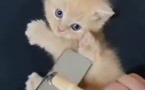 Have You Seen A Kitten Cuter Than This? - Animals - VIDEOTIME.COM
