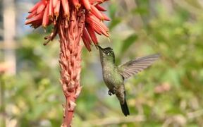 Hummingbird in Santiago - Animals - VIDEOTIME.COM
